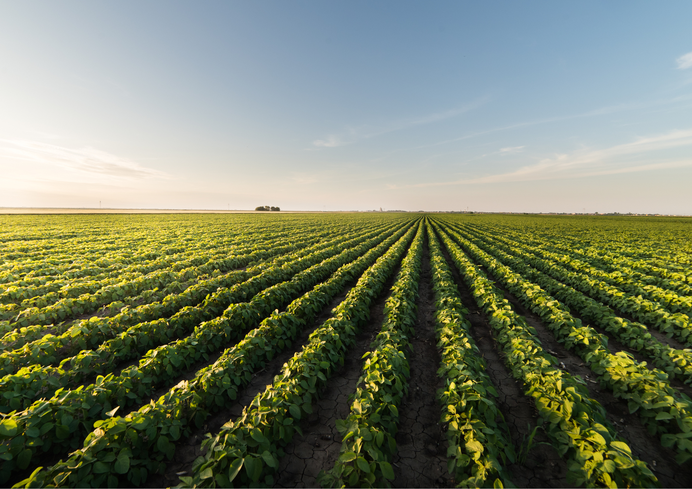 USDA traz estoques trimestrais de soja, milho e trigo dentro das expectativas do mercado.