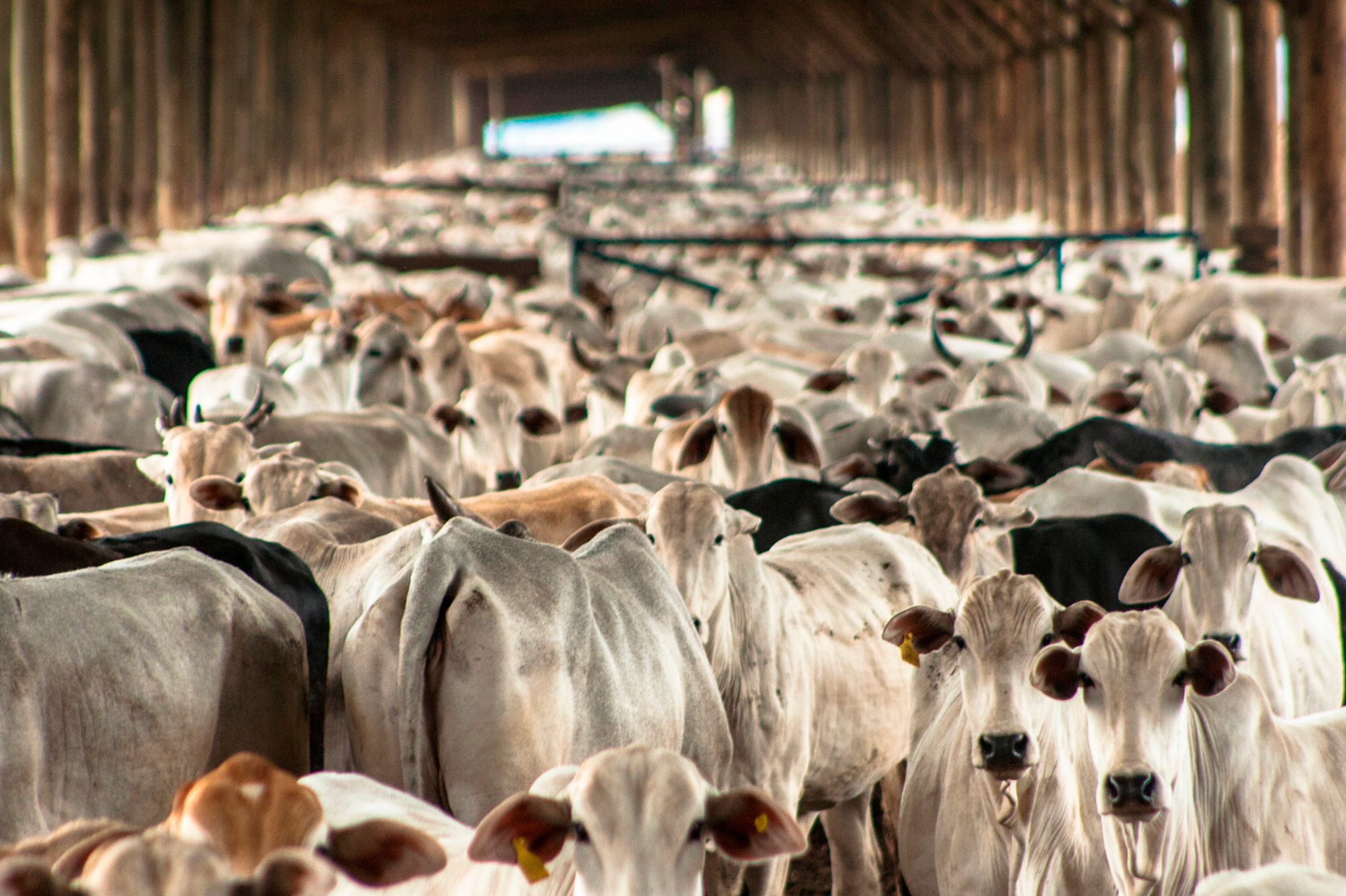 Rebanho de vacas reprodutoras na argentina é o mais baixo dos últimos 12 anos.