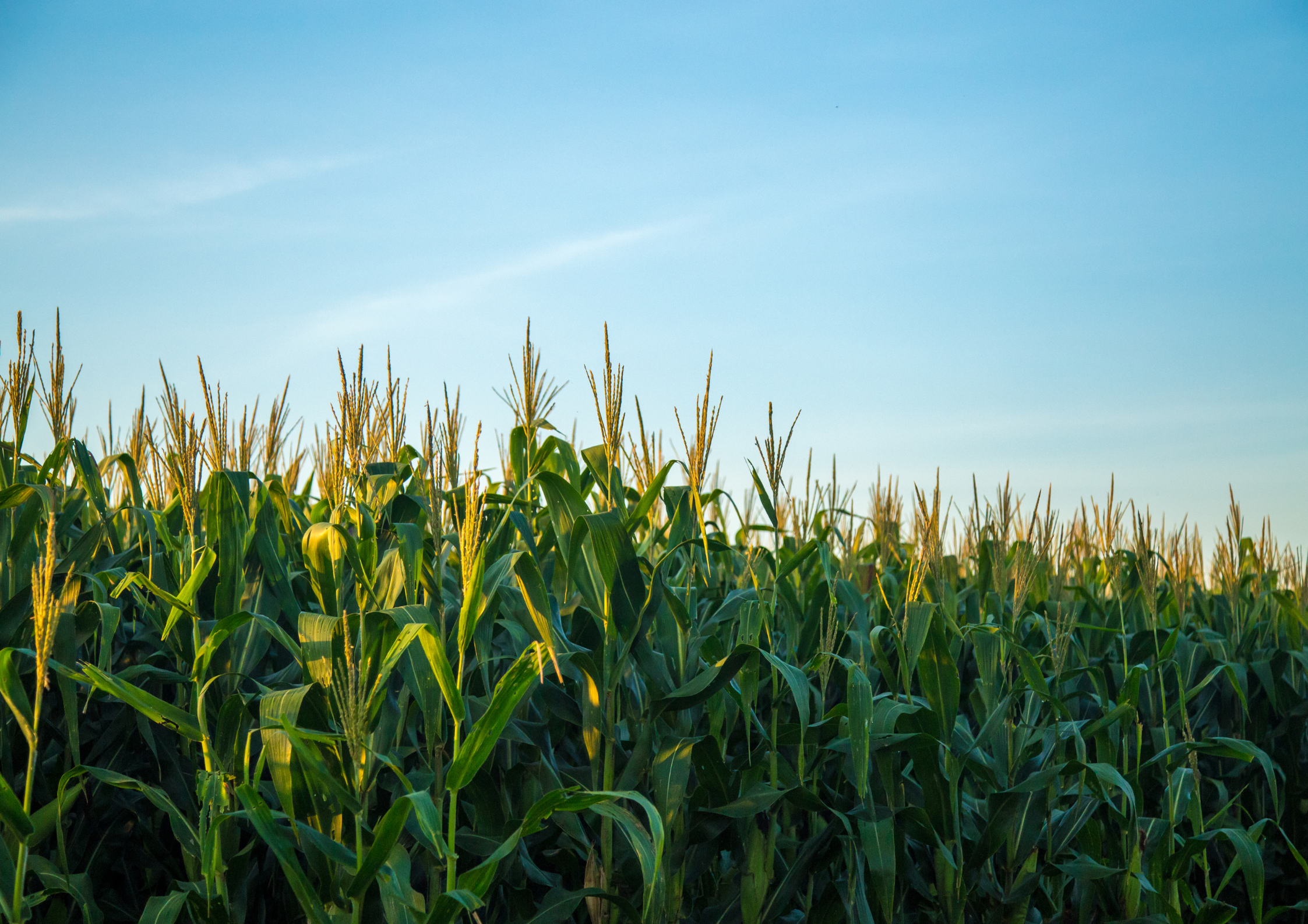 2° Pro Farmer estima safra recorde de soja; previsão para o milho fica abaixo do número do usda.