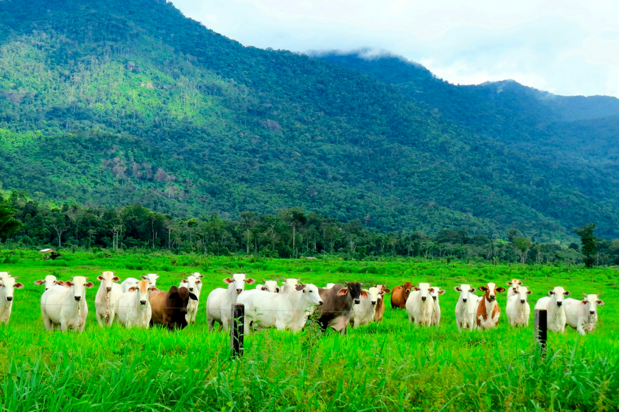 Exportação brasileira de carne bovina registra recorde em outubro, aponta Abiec