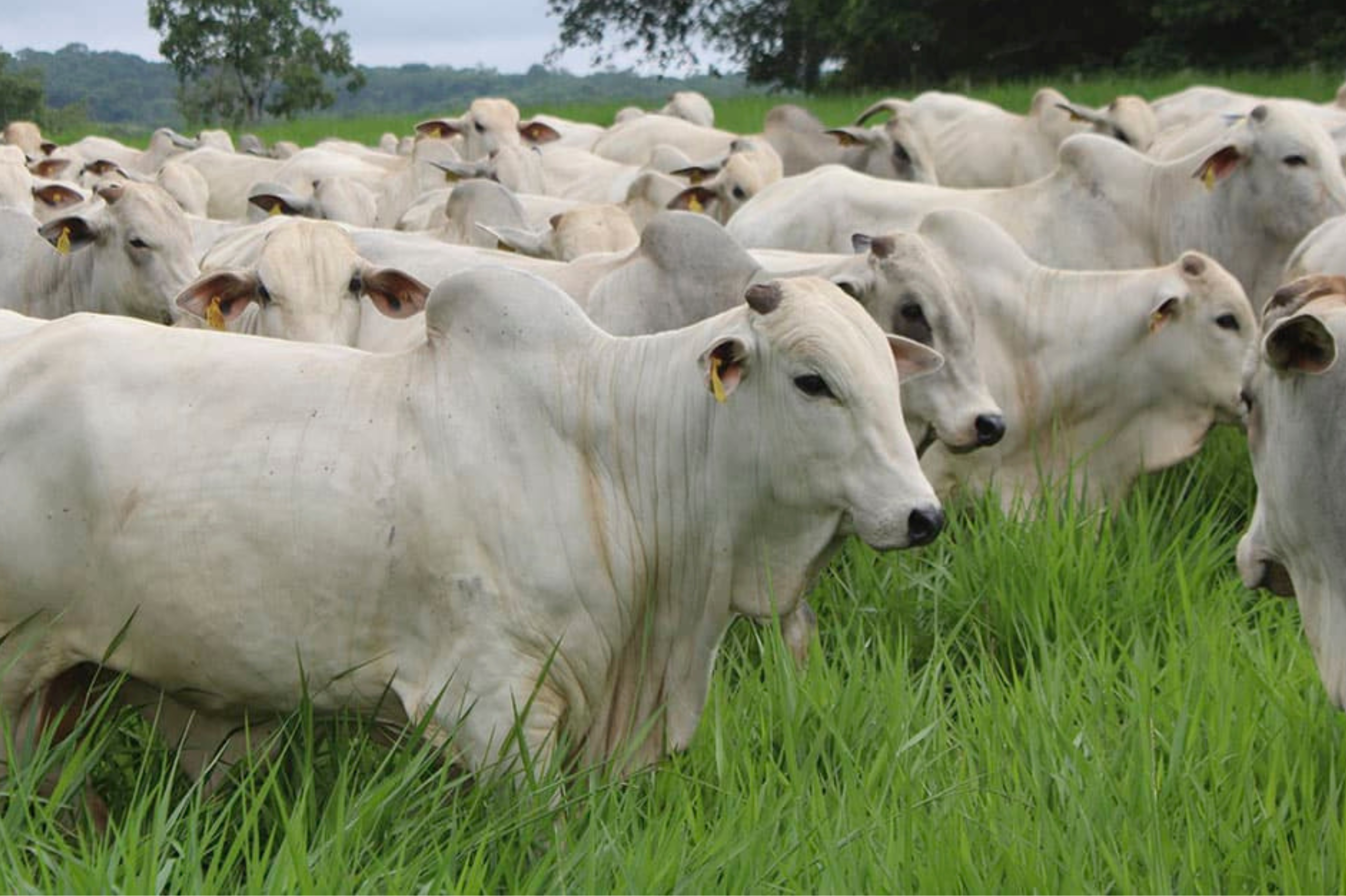 Sob Trump, EUA podem limitar compra de carnes e sucos