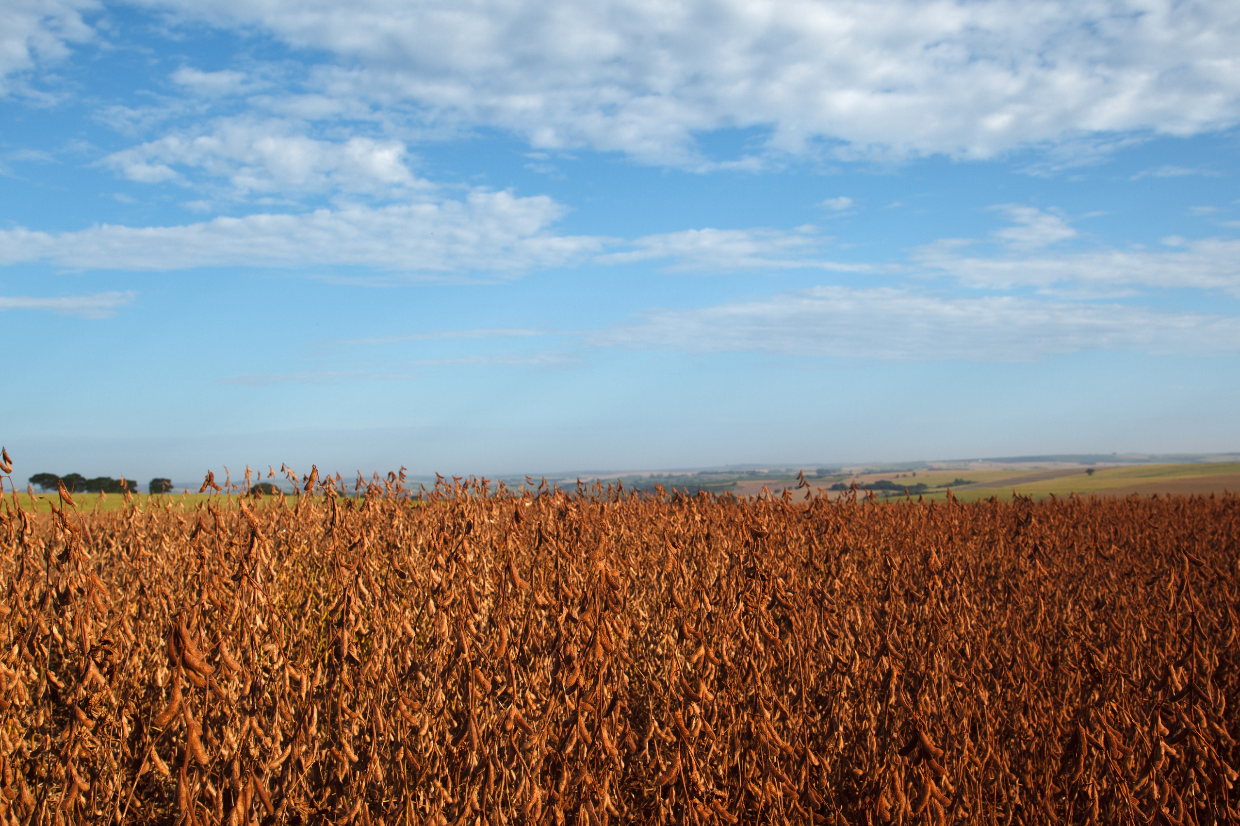 Colheita de soja em MS atinge 38,8% da área; seca afetou 2 milhões de hectares