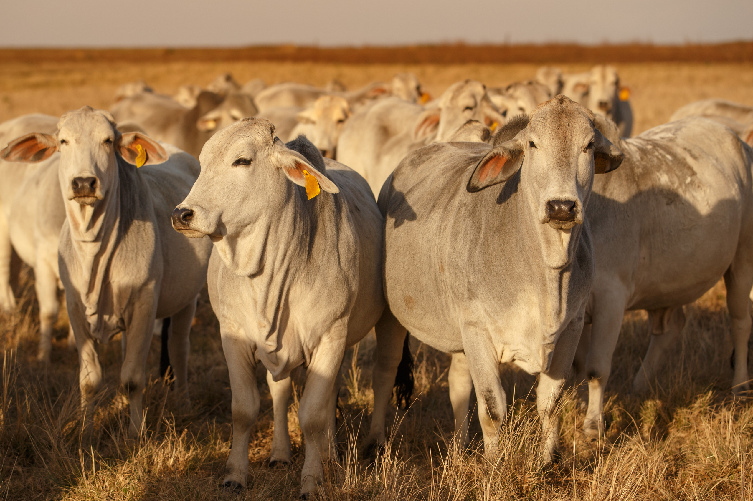 Exportações de carne dos EUA para China têm registro expirado