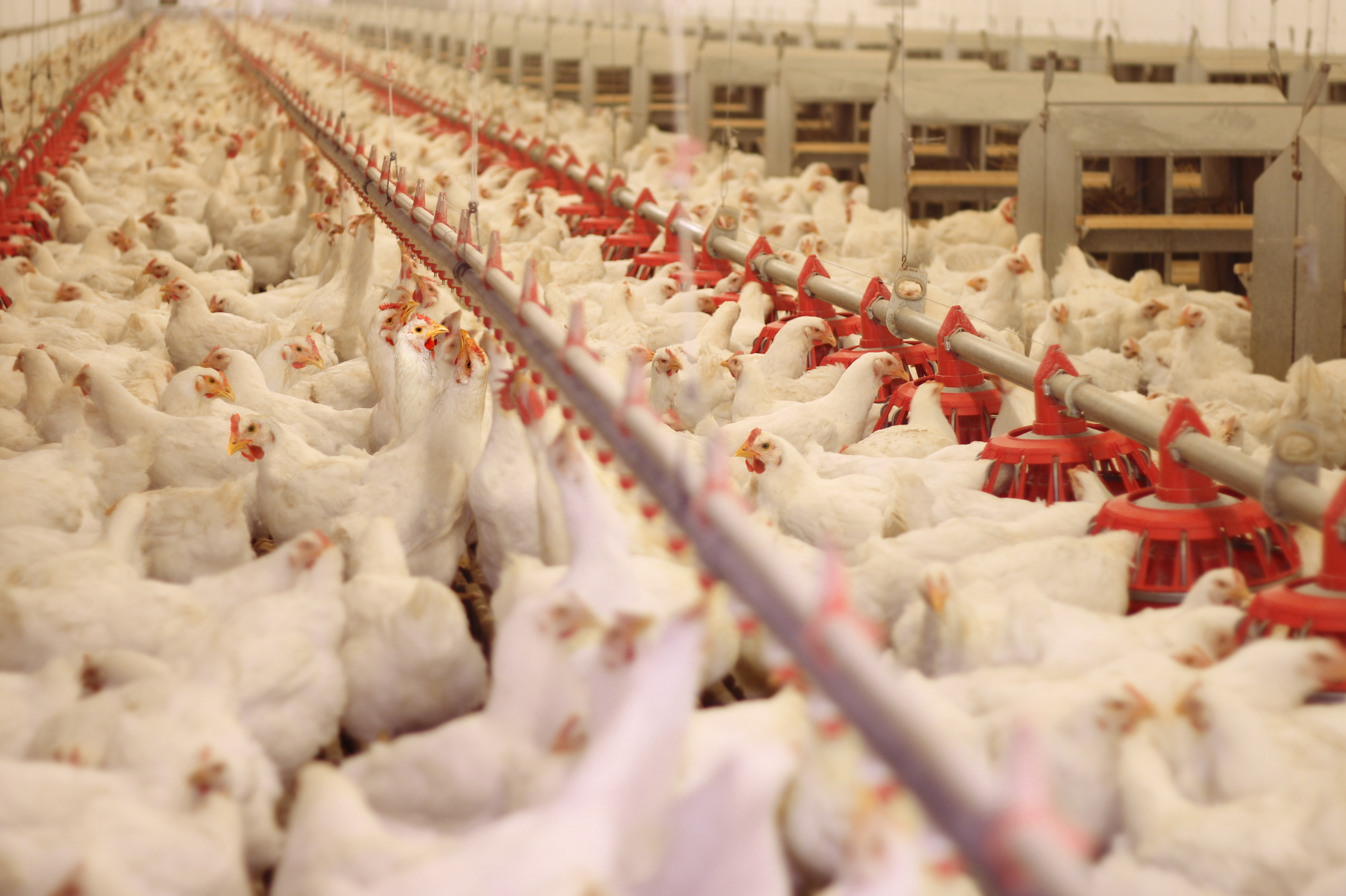 ‘Gripe aviária causa incertezas para venda de safra recorde’, diz Agroconsult