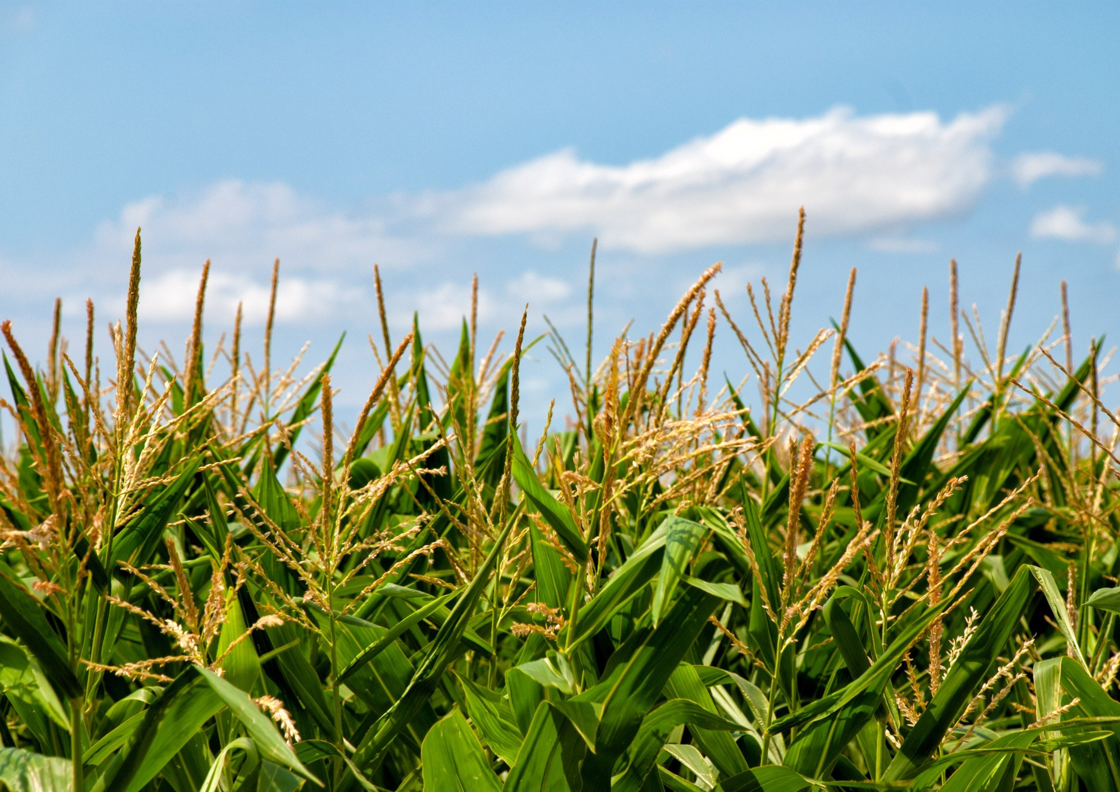 Colheita de milho safrinha avança para 12% da área do PR