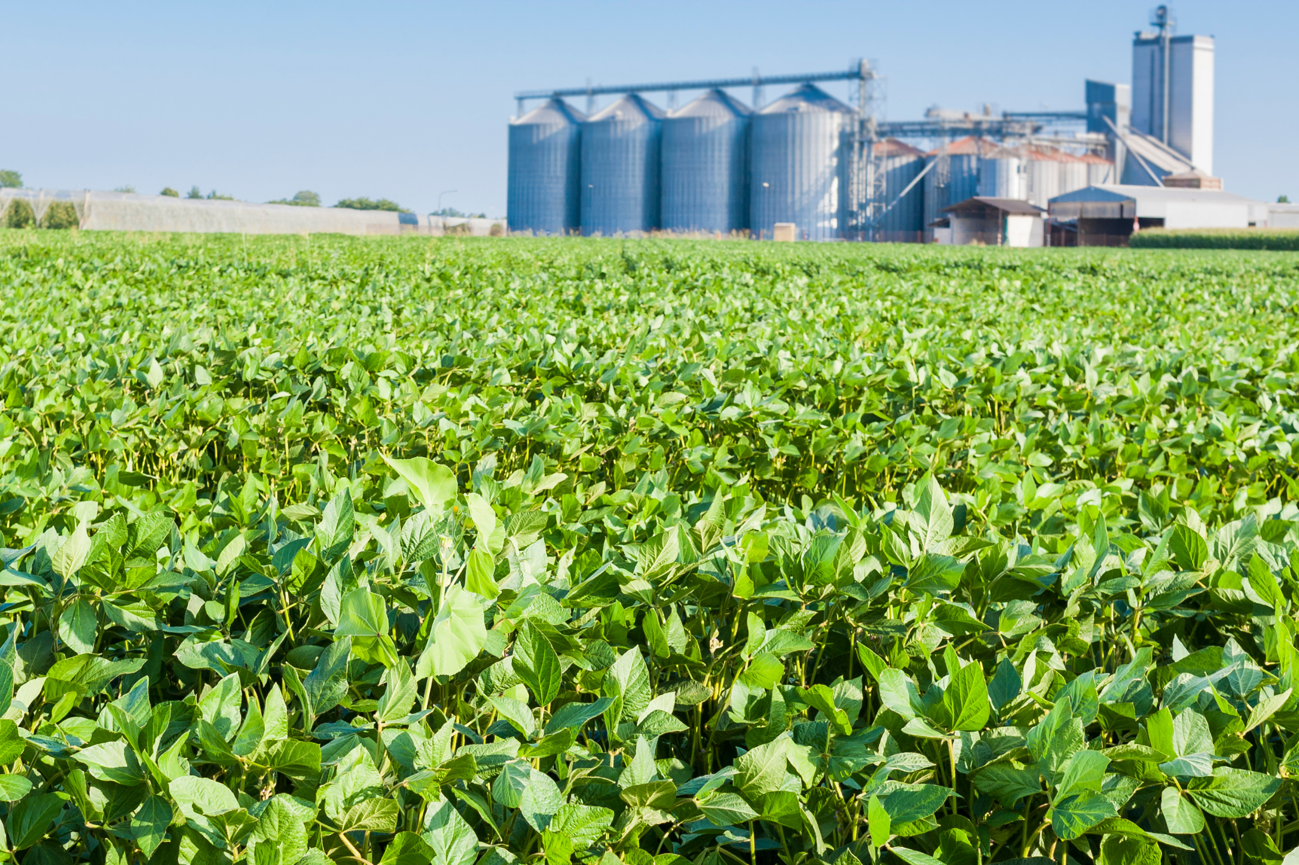 CBOT: Soja e milho operam em alta após dados de vendas dos EUA