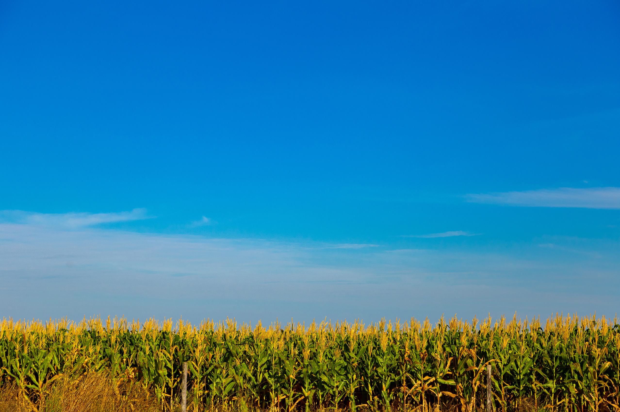 Milho paulista amplia ofertas e tradings seguem fora do spot