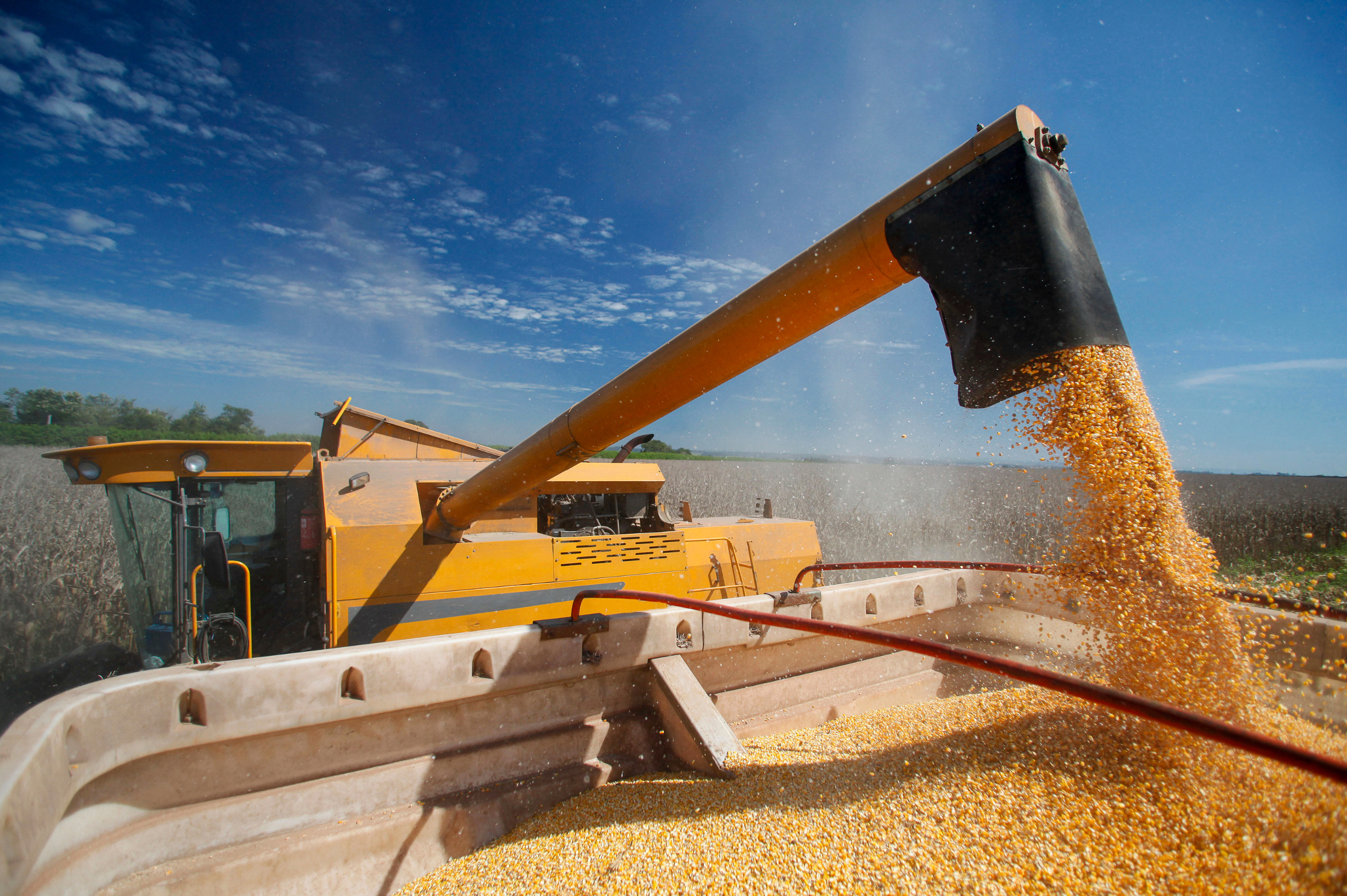 Milho entre safra recorde, Exportações Incertas e dólar em teste