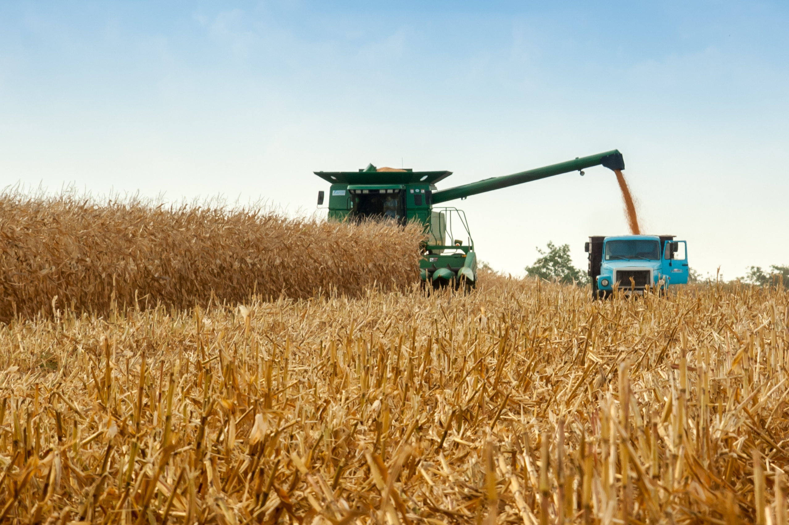 Mercado de milho em SP recua nas cooperativas, mas segue lateralizado