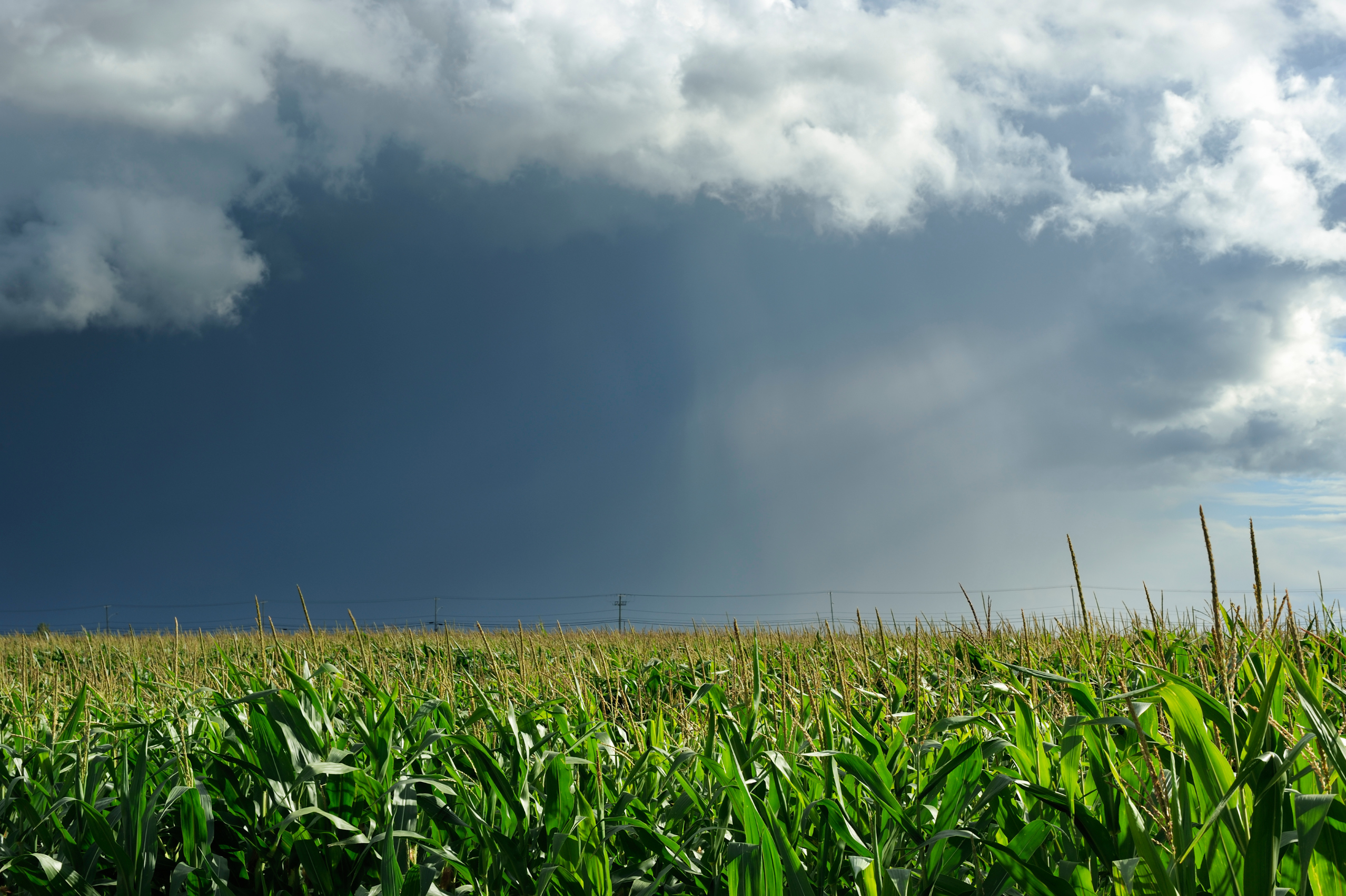 Grãos/Ocepar: Granizo atinge lavouras de soja e milho no Paraná e cooperativas levantam prejuízos 