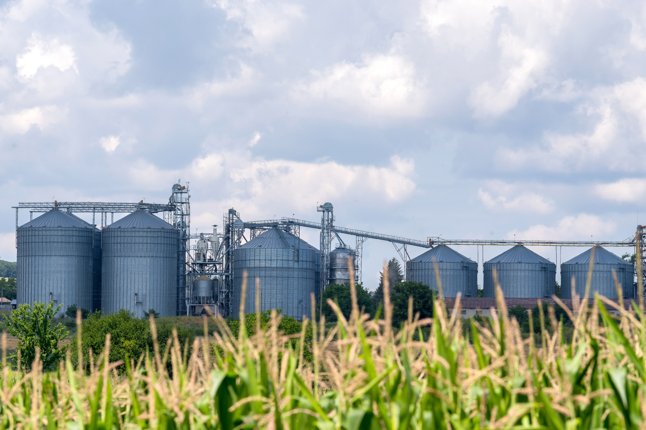 Produtor retém, comprador aperta e o dólar vira o jogo