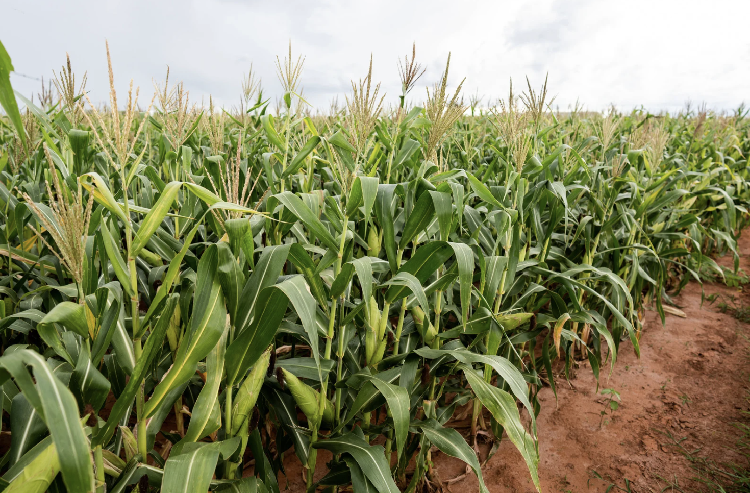 Crise no Irã trava fluxo de milho e afeta exportações brasileiras do cereal 