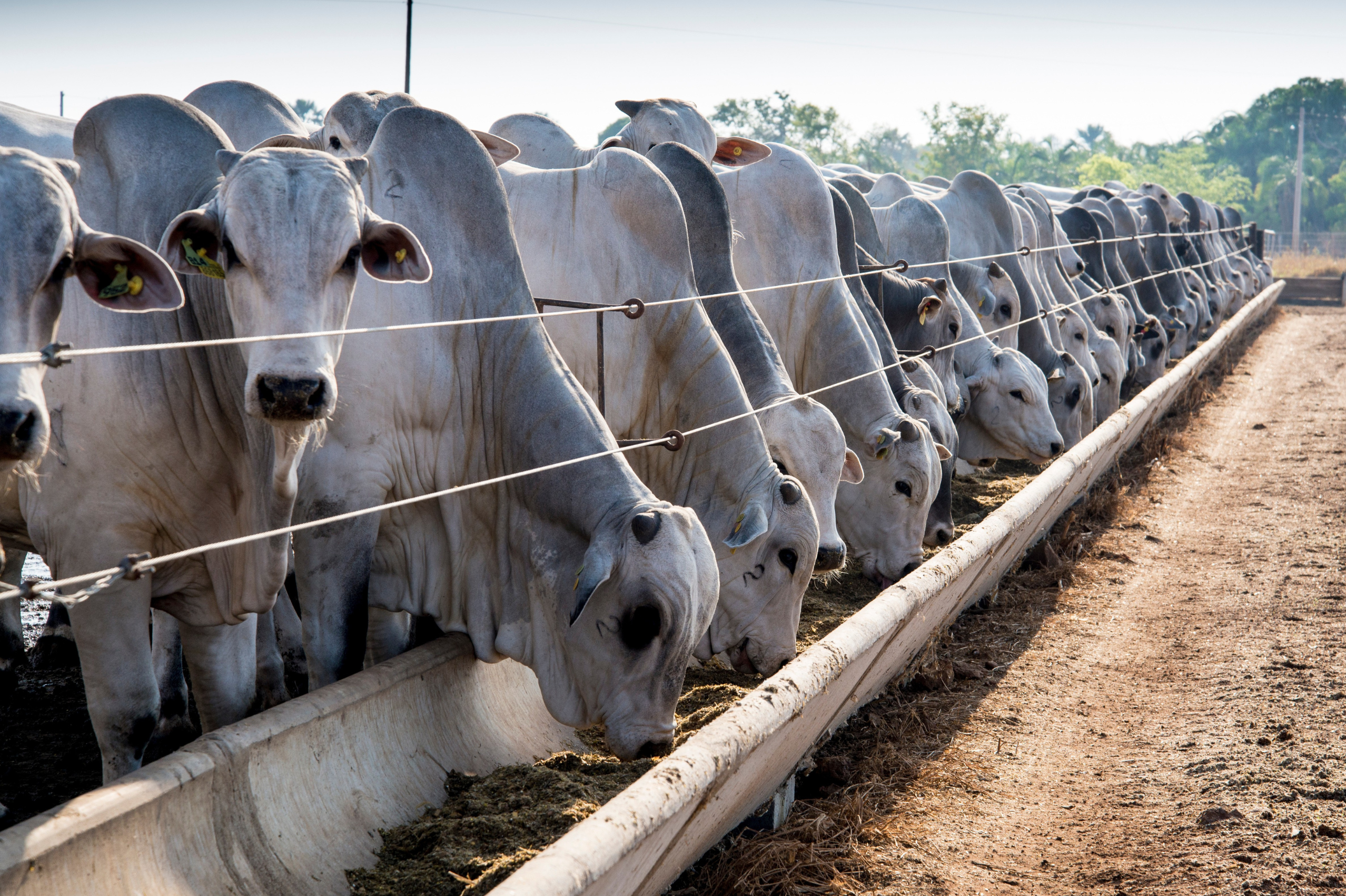 Exportação de carne bovina e menos abates sustentam arroba
