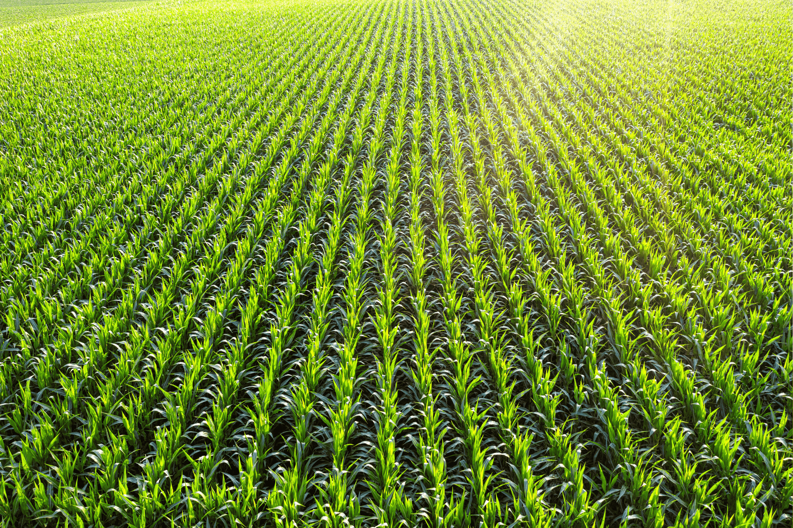 PIB da agropecuária cresce 11,7% em 2025, puxado por safra de soja e milho