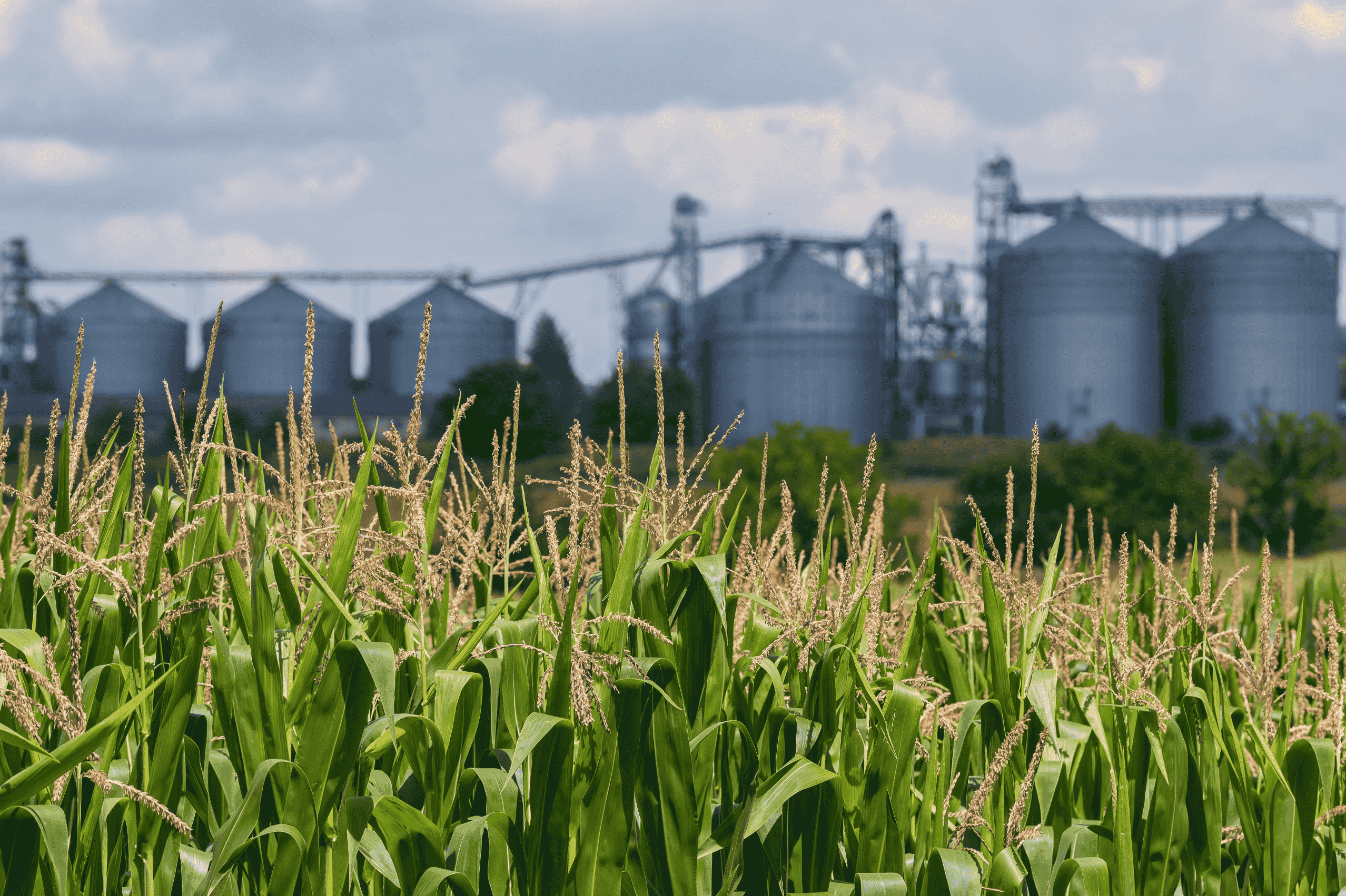 Milho: Físico cede e B3 acelera queda