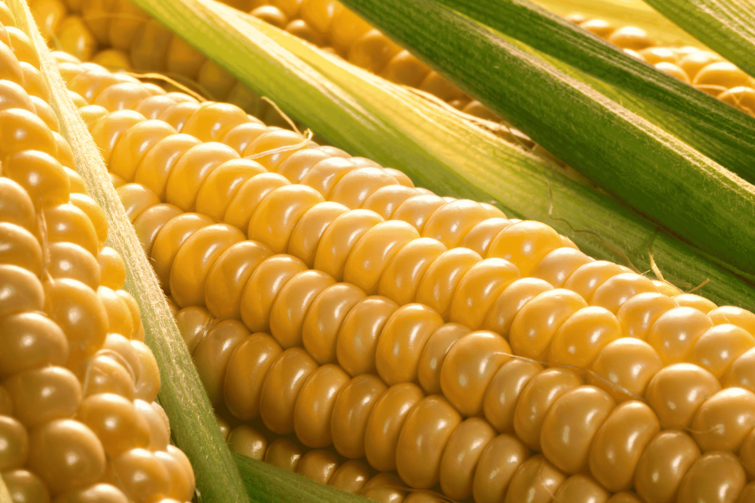 Milho: volta da chuva e dólar fraco tendem a pressionar cotações. 