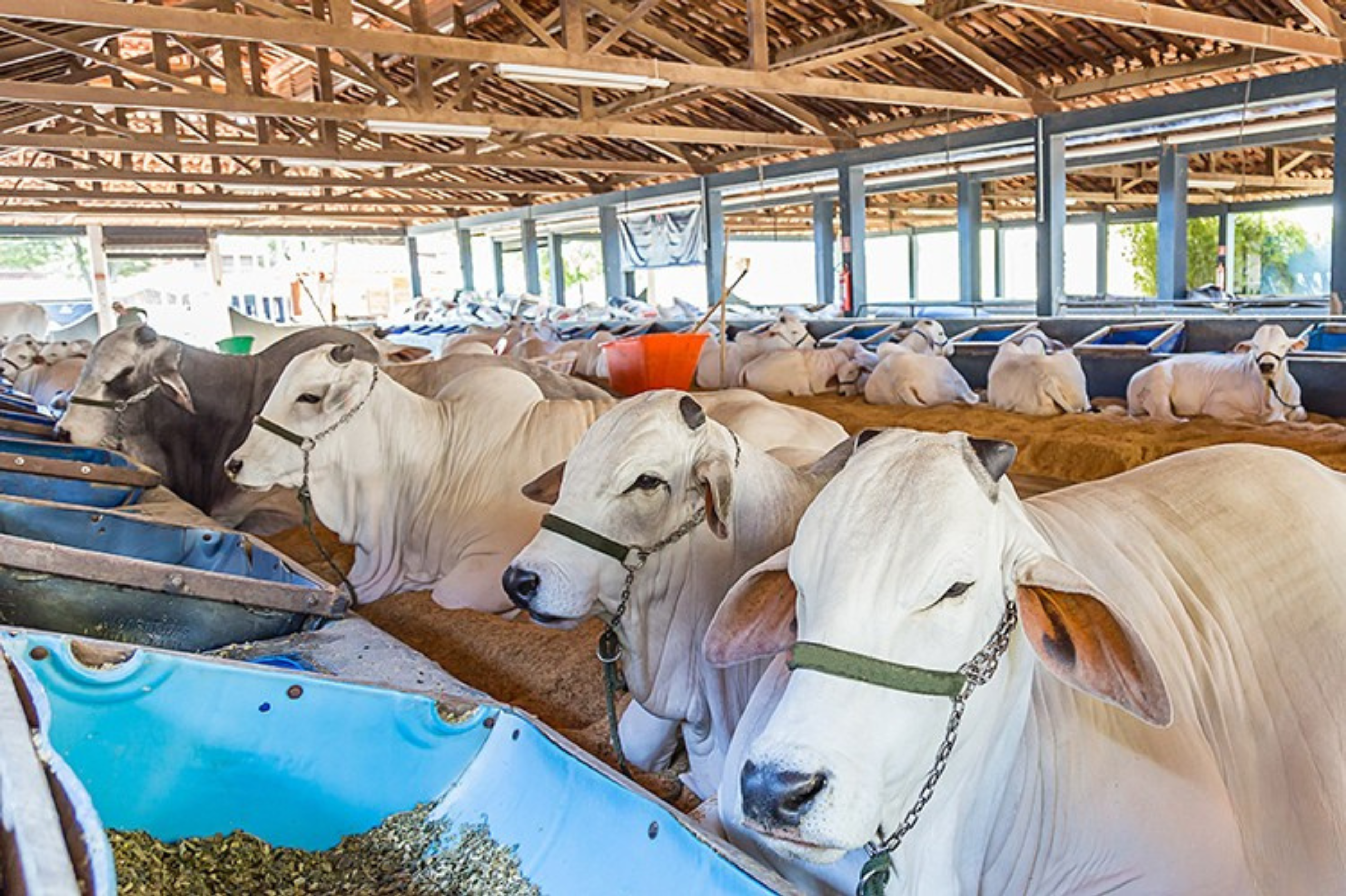 Pecuária deve ter um bom ano, mas reposição pressiona