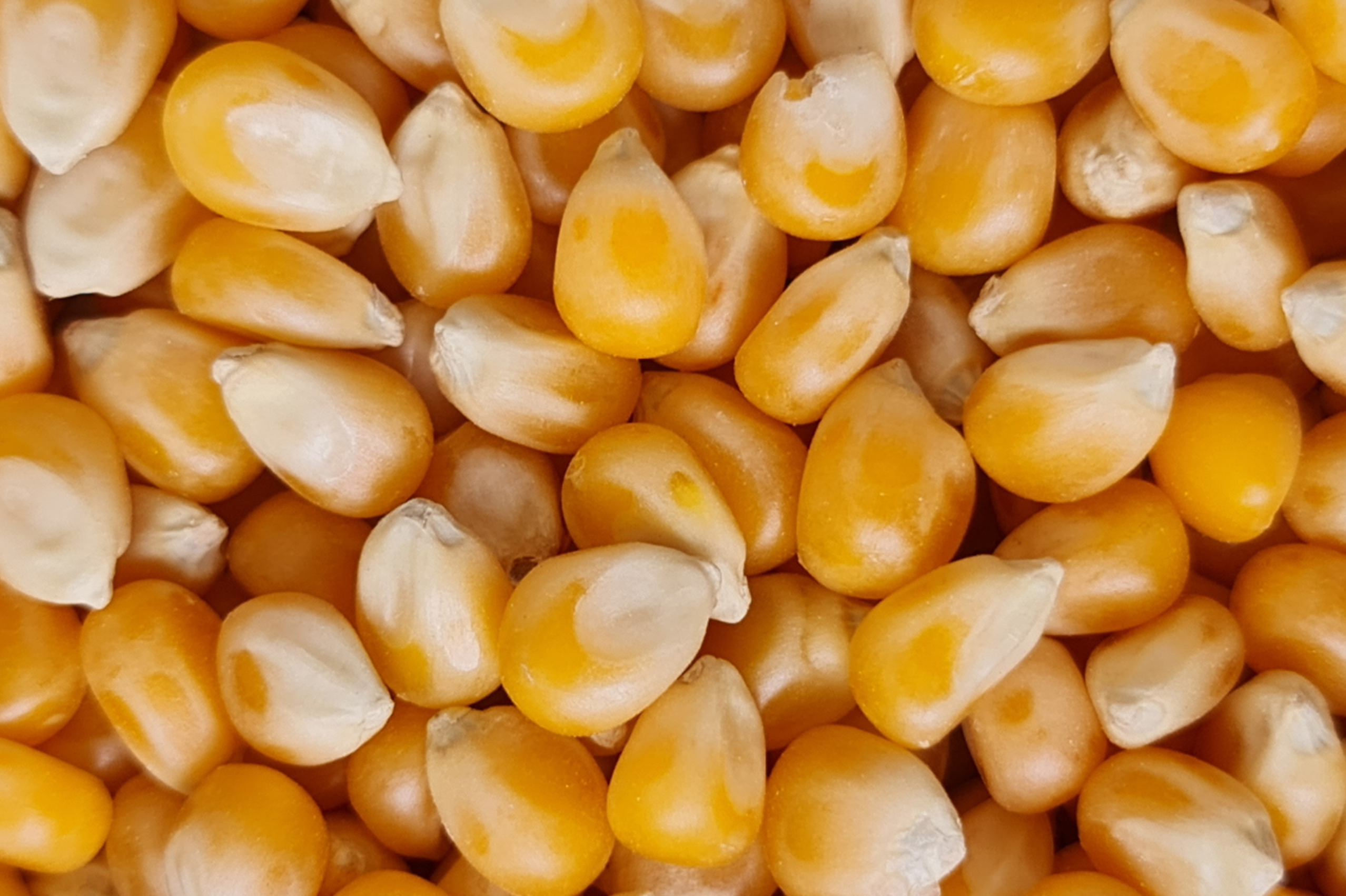 Mercado separa “telas” e “porta”: B3 reage, físico espera