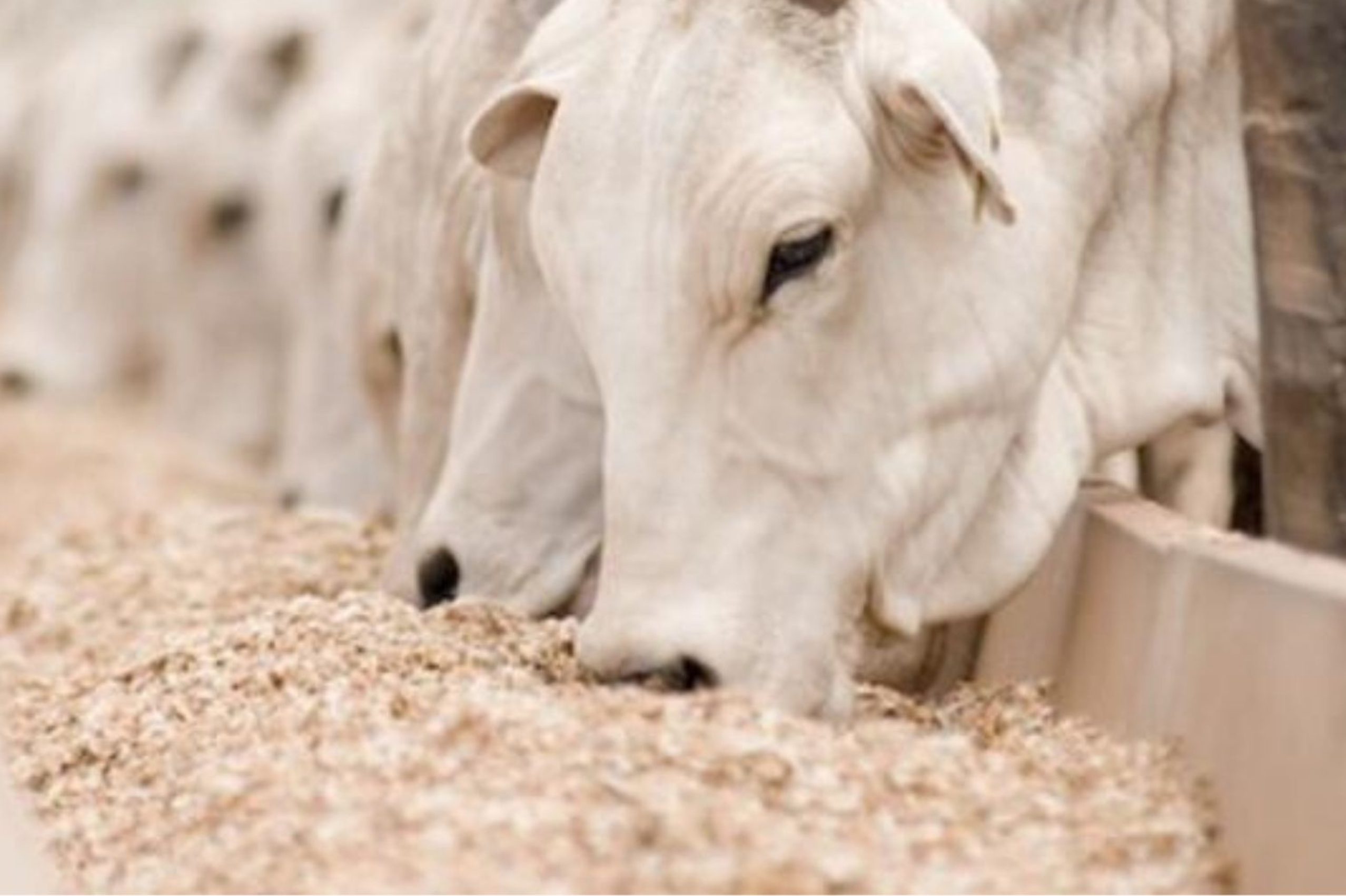 Cota chinesa entra no radar do mercado de carne bovina